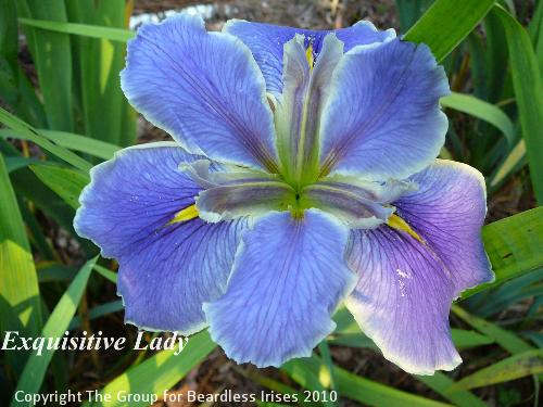 Exquisitive Lady 